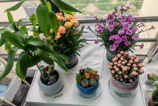 芍药花怎么养，掌握关键要点，花开更鲜艳