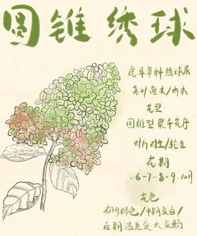 芍药花怎么养，掌握关键要点，花开更鲜艳