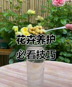 芍药花怎么养，掌握关键要点，花开更鲜艳