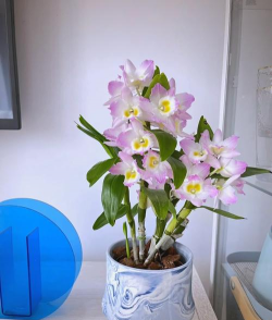 芍药花怎么养，掌握关键要点，花开更鲜艳