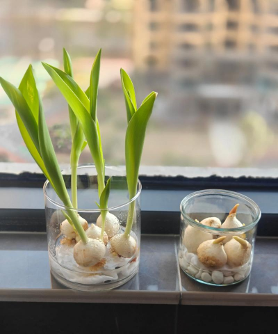 芍药花怎么养，掌握关键要点，花开更鲜艳