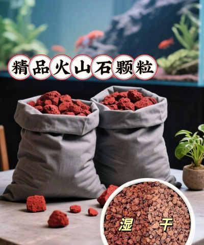 芍药花怎么养，掌握关键要点，花开更鲜艳