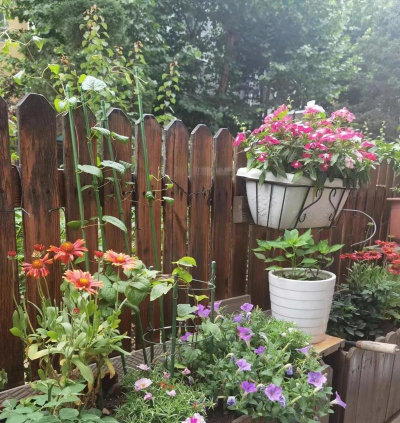 芍药花怎么养，掌握关键要点，花开更鲜艳