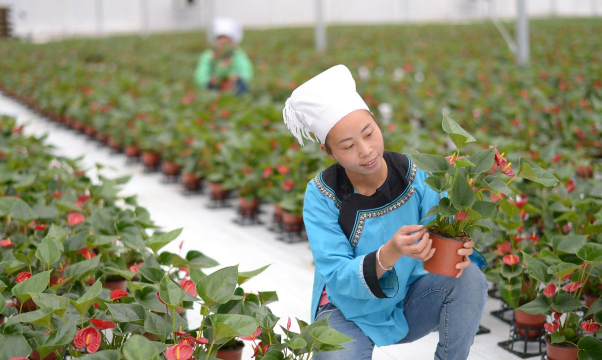 葡萄栽培，掌握关键技术，实现优质丰产