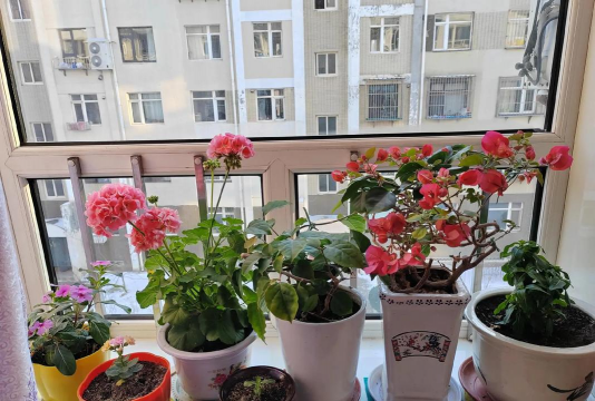 葡萄栽培，掌握关键技术，实现优质丰产