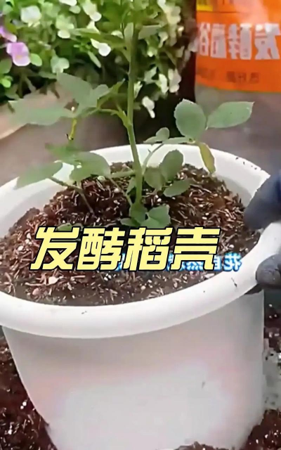 葡萄栽培，掌握关键技术，实现优质丰产