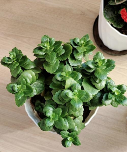 芹菜高产栽培技术，选对品种很关键，掌握要点促增收