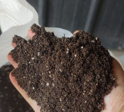 芹菜高产栽培技术，选对品种很关键，掌握要点促增收