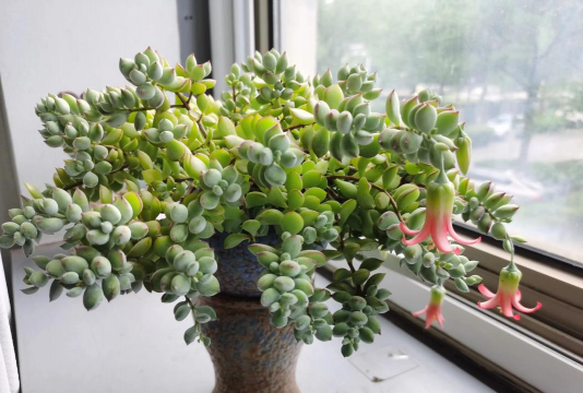 葡萄栽培，掌握关键技术，实现优质丰产