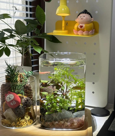 绯花玉怎么养，掌握关键技巧，轻松养出好状态