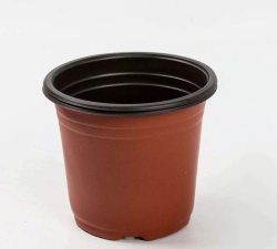 芍药花怎么养，掌握关键要点，花开更鲜艳