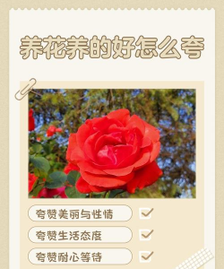 芍药花怎么养，掌握关键要点，花开更鲜艳