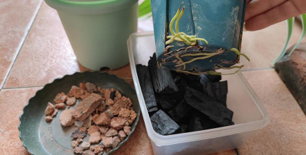 芍药花怎么养，掌握关键要点，花开更鲜艳