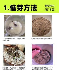芍药花怎么养，掌握关键要点，花开更鲜艳