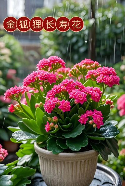 芍药花怎么养，掌握关键要点，花开更鲜艳