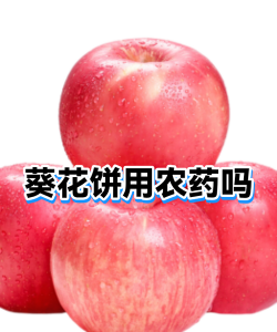 芍药花怎么养，掌握关键要点，花开更鲜艳