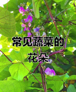 葡萄栽培，掌握关键技术，实现优质丰产