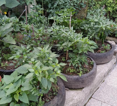 葡萄栽培，掌握关键技术，实现优质丰产