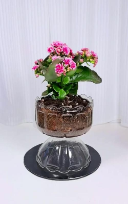 芍药花怎么养，掌握关键要点，花开更鲜艳