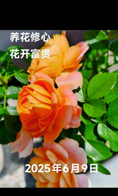兰草花怎么养，掌握关键技巧，轻松培育美丽花朵