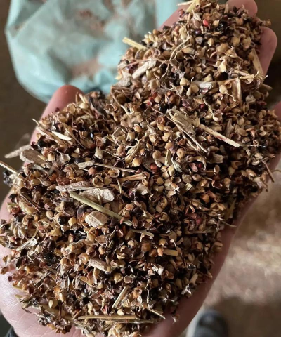 芍药花怎么养，掌握关键要点，花开更鲜艳