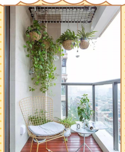 芍药花怎么养，掌握关键要点，花开更鲜艳