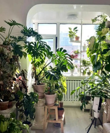 芍药花怎么养，掌握关键要点，花开更鲜艳