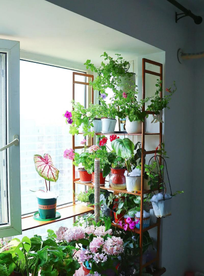 芍药花怎么养，掌握关键要点，花开更鲜艳