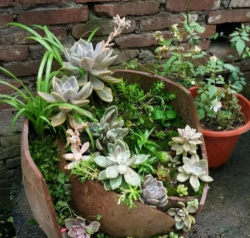 柿树虫病防治，识别常见虫害，掌握有效方法