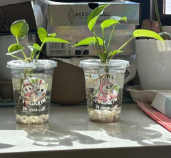 柿树虫病防治，识别常见虫害，掌握有效方法