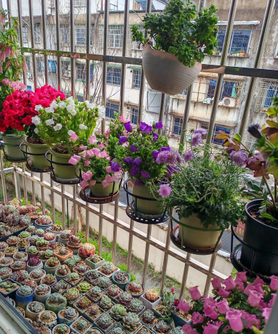 柿树虫病防治，识别常见虫害，掌握有效方法