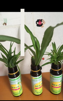 柿树虫病防治，识别常见虫害，掌握有效方法