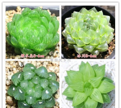 柿树虫病防治，识别常见虫害，掌握有效方法