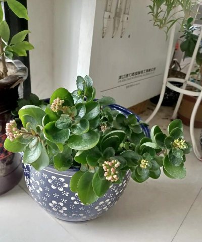 柿树虫病防治，识别常见虫害，掌握有效方法