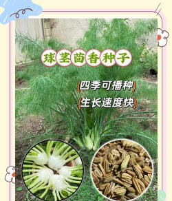 种茴香用什么土