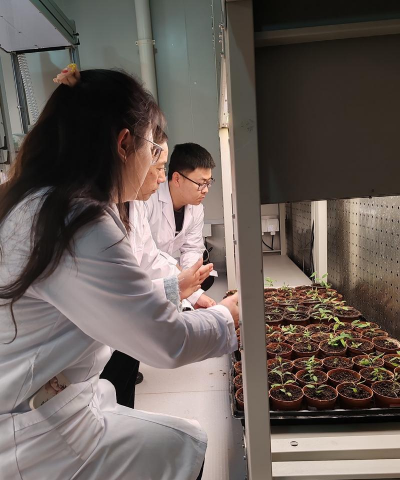 柿树虫病防治，识别常见虫害，掌握有效方法