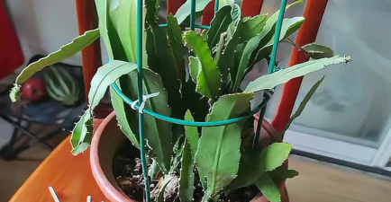 葡萄栽培，掌握关键技术，实现优质丰产