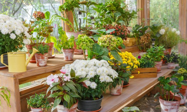 家庭养花用生根粉