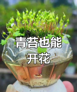 葡萄栽培，掌握关键技术，实现优质丰产