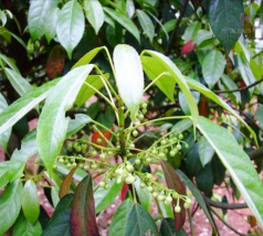 杜英日灼病的预防