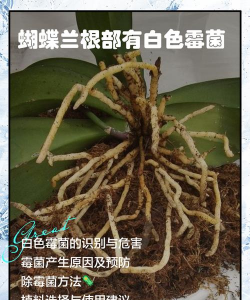 绿化景观设计，提升环境品质，创造宜人空间