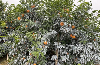 沃柑用什么涂白