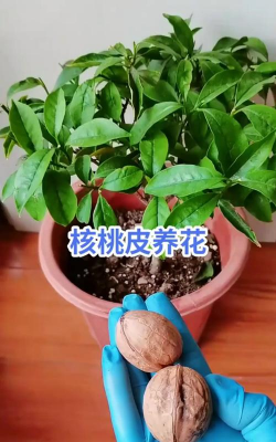 家庭养花用生根粉