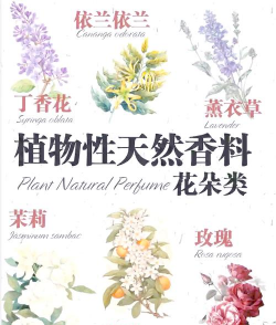 玫瑰花怎么养才不会枯萎，掌握浇水施肥技巧，轻松延长花期