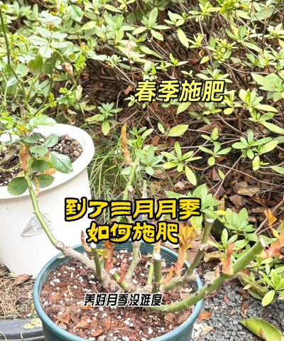 早春养花怎么施肥