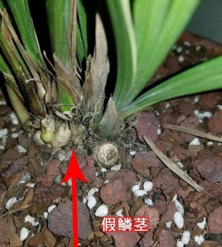 养花根部起白皮