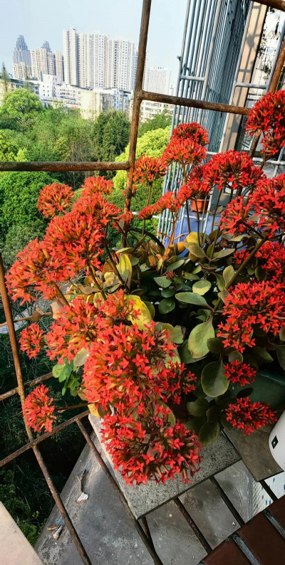 望江哪里好养花