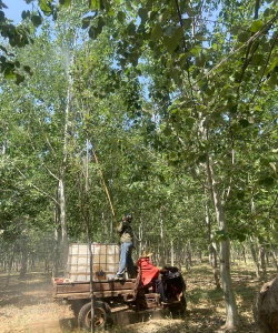 毛白杨主要病虫害防治