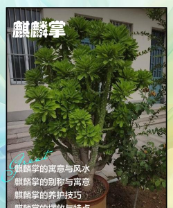 麒麟掌又叫什么