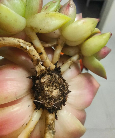 葡萄栽培，掌握关键技术，实现优质丰产